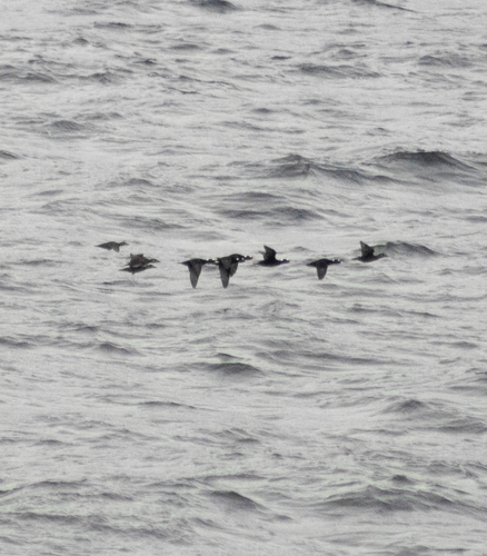 Surf Scoter