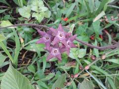 Matelea porphyrantha