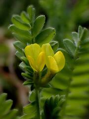 Ornithopus compressus