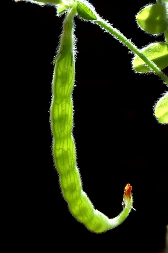 Ornithopus compressus, photograph 2