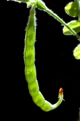 Ornithopus compressus, photograph (c) Duncan Cunningham, some rights reserved (CC BY)