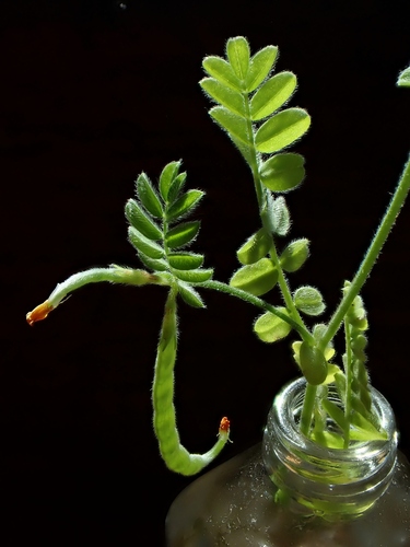 Ornithopus compressus, photograph 4