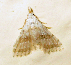 Alucitidae