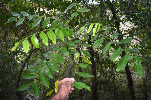 Ganophyllum falcatum observed 2026-07-21