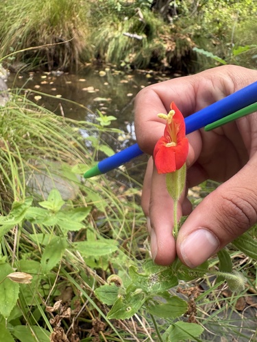 Scarlet Monkeyflower seen in Sonoma Valley