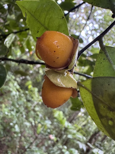 Diospyros laurina, 2026-09-25