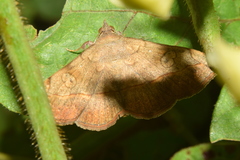 Anticarsia irrorata