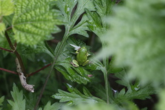 Hyla japonica