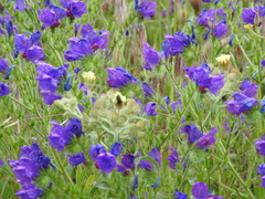Echium plantagineum