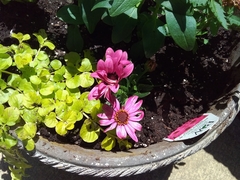 Arctotis angustifolia