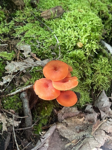 Waxcaps