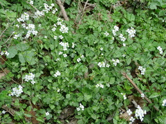 Arabidopsis halleri