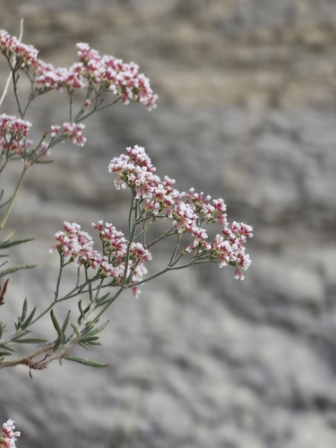 Slender Buckwheat