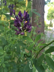 Medicago sativa