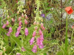Digitalis
