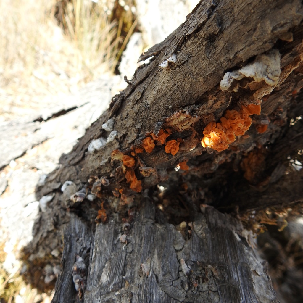 hairy curtain crust · September 2026 · photo: Photo: (c) Daniel Levitis, some rights reserved (CC BY) · iNaturalist