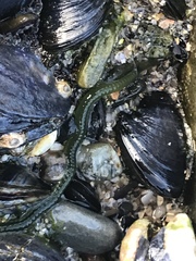 Eulalia clavigera