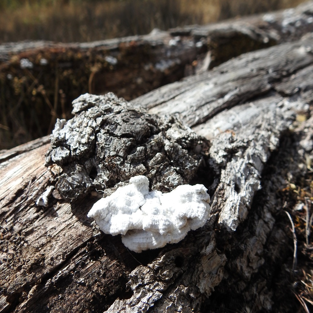 splitgill mushroom · September 2026 · photo: Photo: (c) Daniel Levitis, some rights reserved (CC BY) · iNaturalist