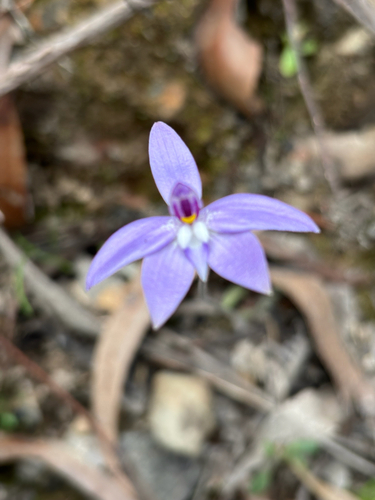 Waxlip Orchid