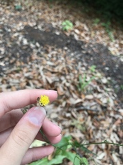 Hypochaeris chillensis