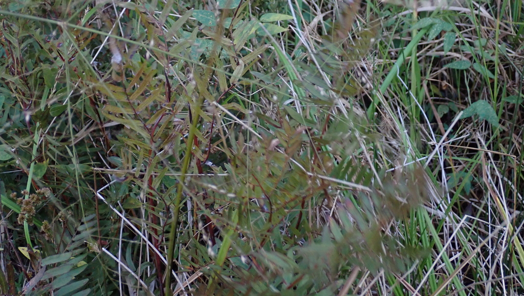Osmunda spectabilis; photograph (c) harrier, some rights reserved (CC BY)