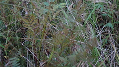 Osmunda spectabilis