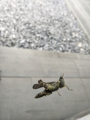 China mantispoides