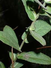 Pluchea foetida, photograph (c) harrier, some rights reserved (CC BY)