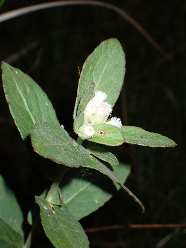 Pluchea foetida