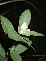 Pluchea foetida