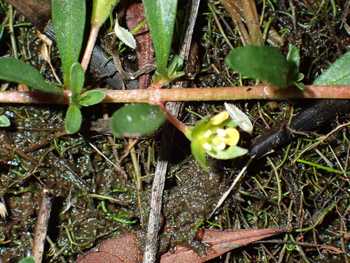 Ludwigia brevipes, photograph 3