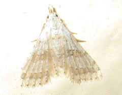 Alucitidae