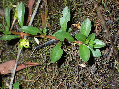 Ludwigia brevipes, photograph 2