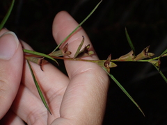 Ludwigia linearis
