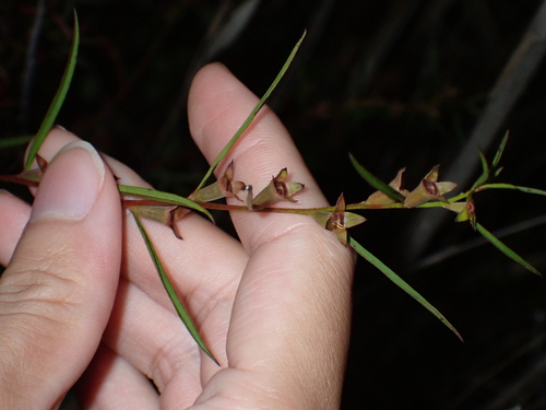 Ludwigia linearis, photograph 1
