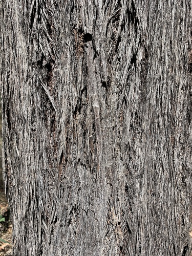 Eucalyptus baileyana observed 2026-09-27