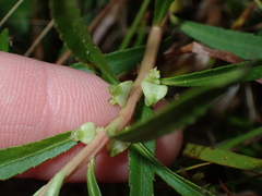 Proserpinaca palustris