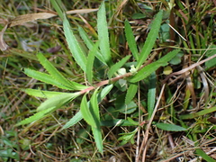 (c) harrier, some rights reserved (CC BY) Proserpinaca palustris, photograph (c) harrier, some rights reserved (CC BY)
