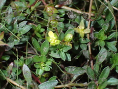 Ludwigia brevipes