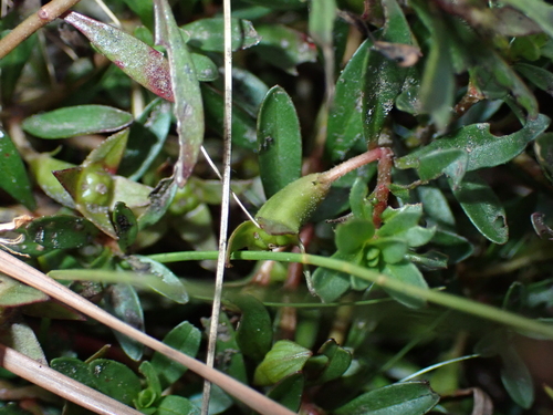 Ludwigia brevipes, photograph 1