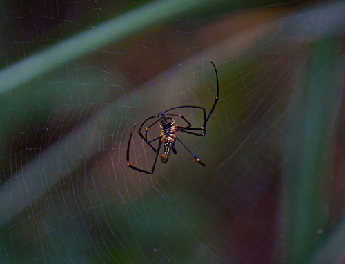 Giant Golden Orbweaver