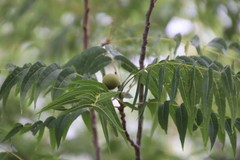 Juglans microcarpa