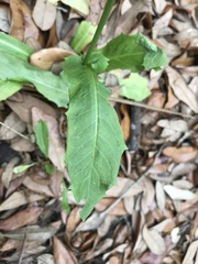 Hypochaeris chillensis