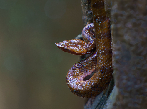 Lowland Hump-nosed Viper