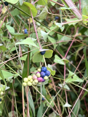 Persicaria perfoliata, photograph 1