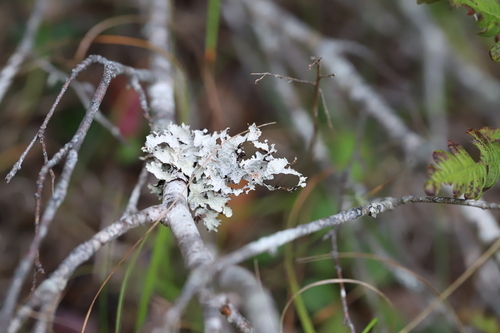 Platismatia tuckermanii observed 2026-09-26
