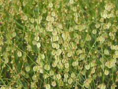 Rumex scutatus