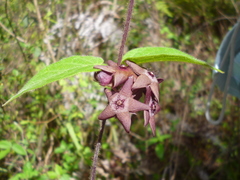 Matelea porphyrantha