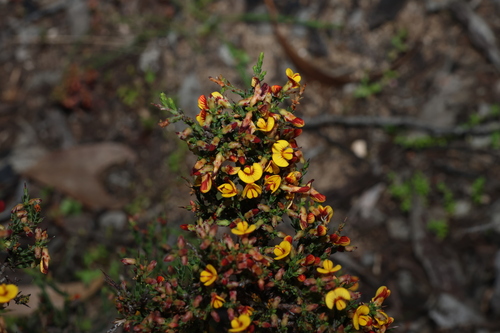 Eutaxia microphylla, photograph 1
