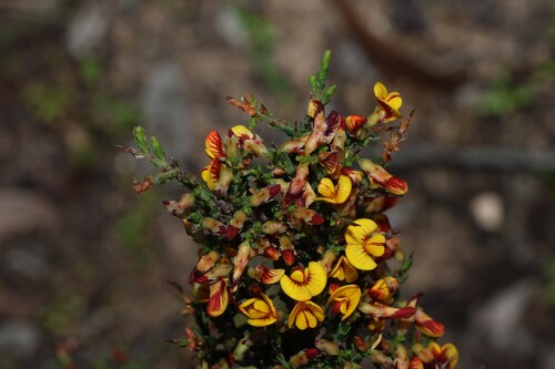 Eutaxia microphylla, photograph 2